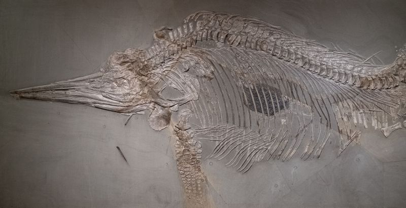 Datei:Ichthyosaurier (Fossil).jpg