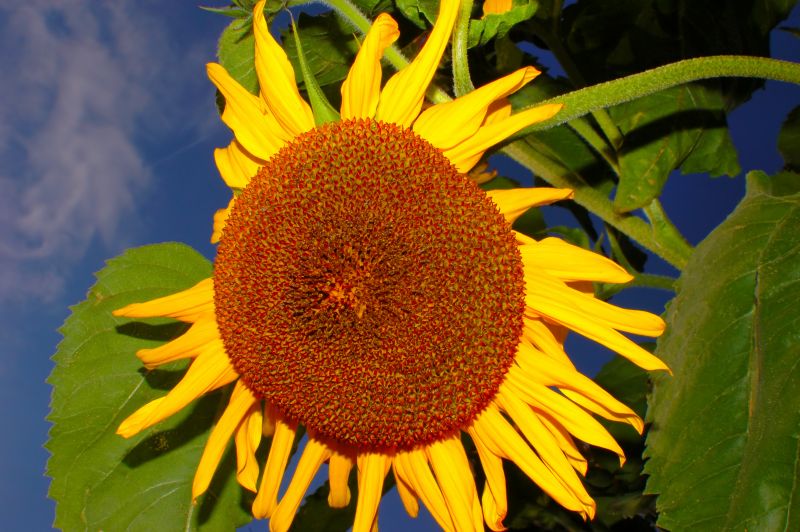 Datei:Sonnenblume 2012.jpg