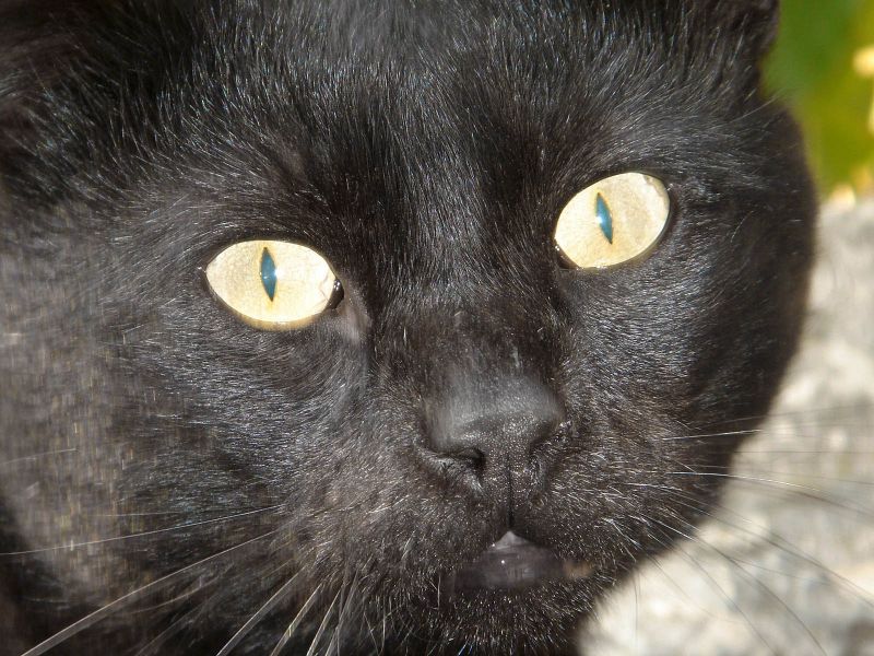 Datei:Black Cat (Close up).jpg