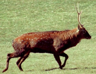 Sikahirsch