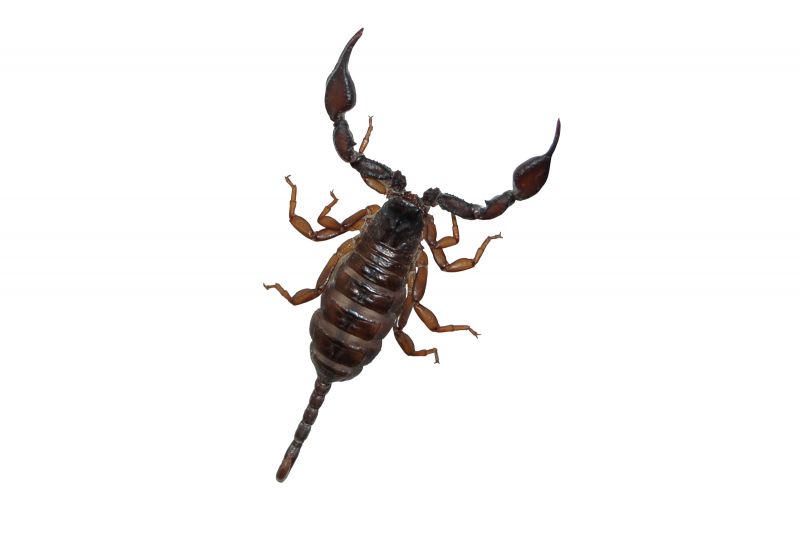 Datei:Skorpion (isoliert).jpg