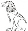 Ammit