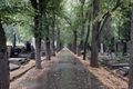Friedhof Olsany 04.jpg