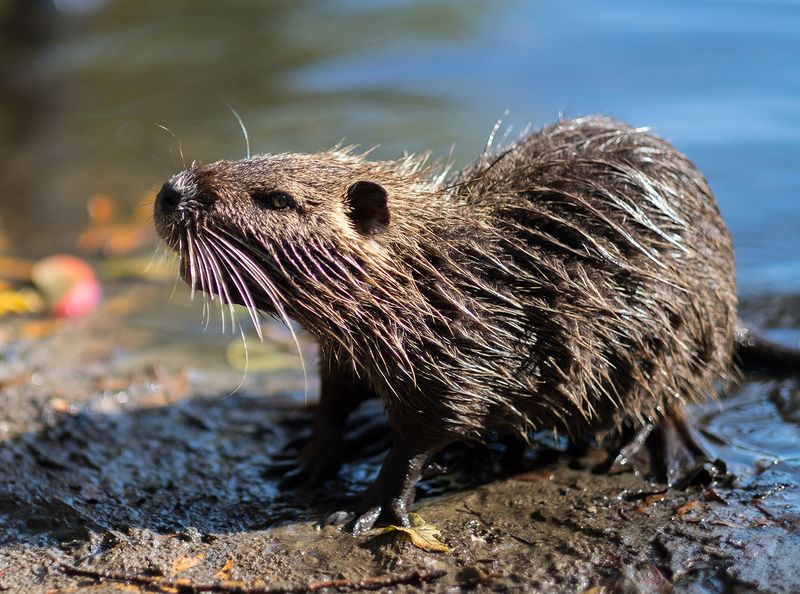Datei:Biberratte.jpg