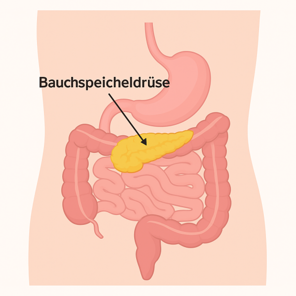 Datei:Bauchspeicheldrüse.png